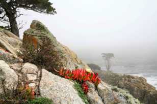 Point Lobos-0110.jpg